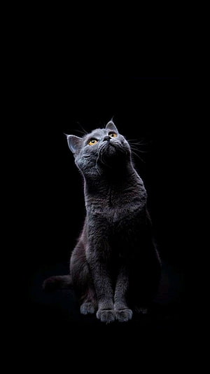 Majestic Blue Cat with Golden Eyes Sitting Against a Dark Background HD phone wallpaper