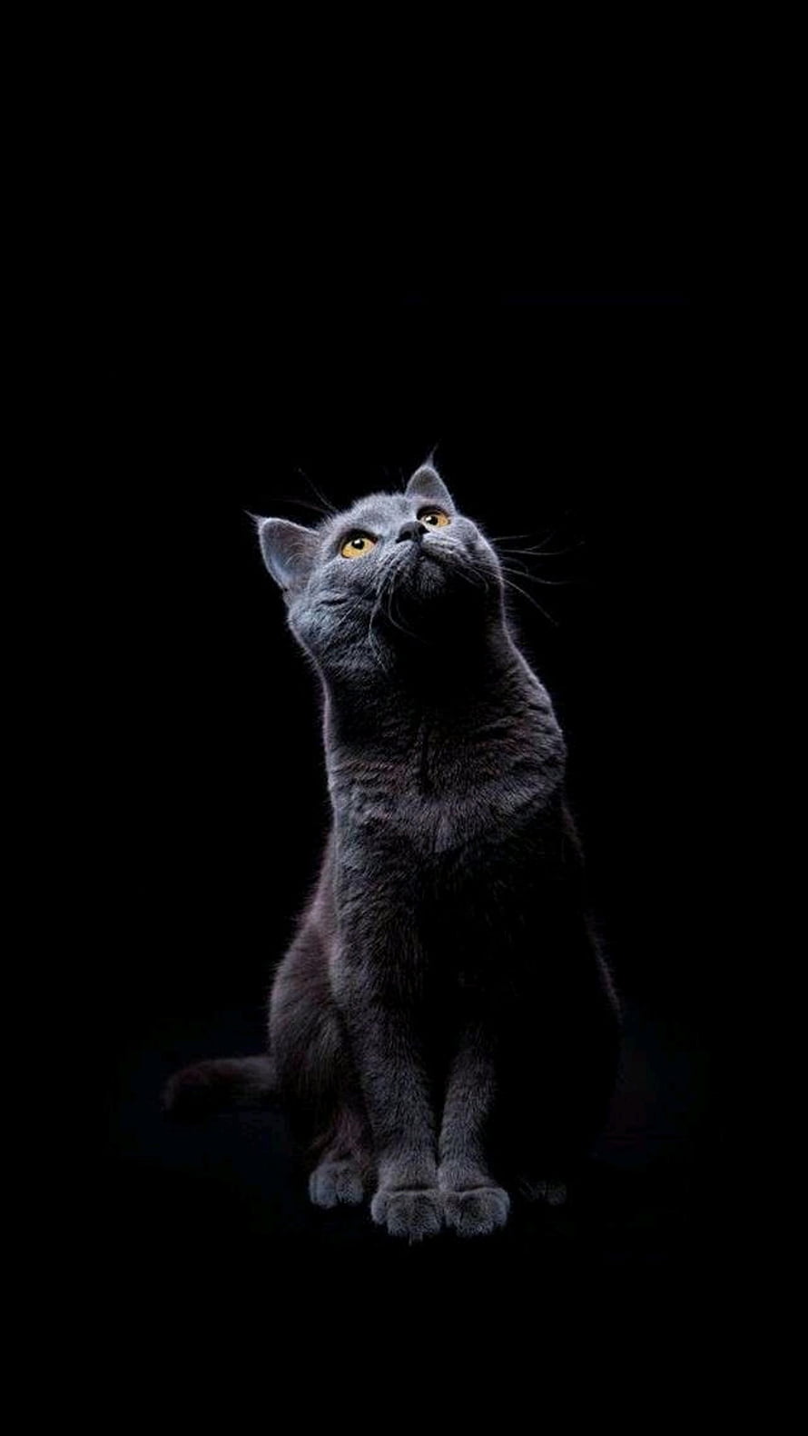 Majestic Blue Cat with Golden Eyes Sitting Against a Dark Background HD phone wallpaper