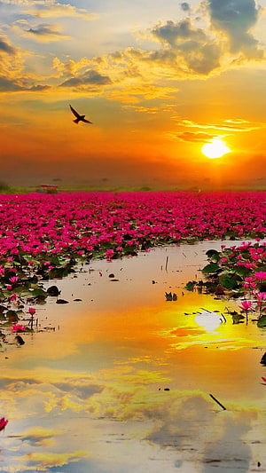 Vibrant Pink Lotus Pond at Golden Sunset with Bird in Flight HD phone wallpaper