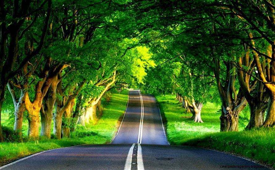 Serene Country Road Under a Lush Green Tree Tunnel HD wallpaper