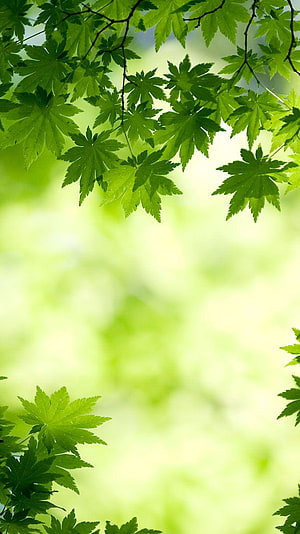 Fresh Green Japanese Maple Leaves Against a Soft Blurred Background HD phone wallpaper