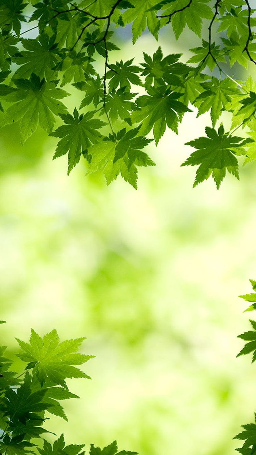 Fresh Green Japanese Maple Leaves Against a Soft Blurred Background HD phone wallpaper